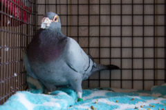 This American homing pigeon was found late in the night at a resident’s home at Cedar Point on Tuesday, May 18. Southern Ute Animal Control officers were able to capture the bird and found that it was tagged by the American Pigeon Museum and Library in Oklahoma City, Okla. The pigeon was found to be over 13 years old and was taken to Durango, Colo. for safe keeping. 