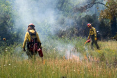 Firefighting crews from Telluride, Durango and Ignacio, Colo. were on hand to manage the Pine Tree Fire that was ignited on Thursday, July 26 by a lightning strike in the southwest area of Archuleta county on the Southern Ute Reservation. Crews are expected to leave Thursday, August 1 and are prepared to have the fire extinguished by the Los Pinos Fire Department.

