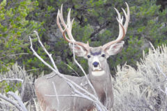 Southern Ute tribal member, and avid photographer, Jeramiah Valdez captured a beautiful Buck Mule Deer in its natural habitat, just to the west of Ignacio, Colo. on the Southern Ute Reservation.
