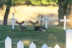 While visiting Colorado this past week with my kid, we visited Ouray Memorial Cemetery where his dad is buried and saw these deer. I found it very interesting that these two does were just chilling at the graves of unknowns — Sara Monte