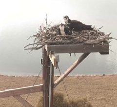 A pair of osprey are seen in this April 2 image from the livestream, working on rebuilding their nest for the season.  
