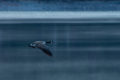Thumbnail image of 