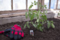 Thumbnail image of 