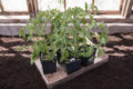 Thumbnail image of 