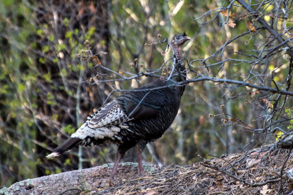 Wild Turkey The Southern Ute Drum