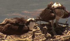 The Southern Ute Wildlife Division is pleased to announce the hatching of two osprey eggs at our nest at Lake Capote. The two chicks emerged from their shells starting on Friday, June 12, and the parent birds are busy feeding and tending to them. 