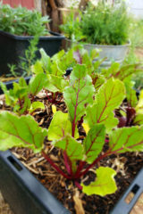 Beets are a wonderful addition to your fall garden; they are cold-tolerant and offer many nutritional benefits.