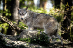 The wolf has been a part of the natural and cultural heritage of this region for thousands of years, and absent for only about the last 80 years following extermination by the federal government. 