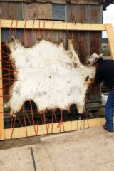 Sam Maez tans an elk hide using traditional methods. The hides serve many purposes, the soft leather can be used to make moccasins or drums.