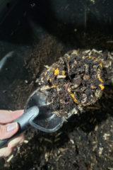 Vermicomposting is very beneficial for you soil and garden. It is full of nutrients and good microorganisms. 