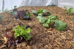 Planting lettuce is the perfect cold-weather vegetable to plant in the spring. This bed was planted in the spring season of 2020 and includes mixed lettuce. I was making my own salads as early as May!
