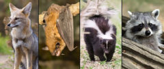Rabies is a fatal but preventable viral disease. It can spread to people and pets if they are bitten or scratched by a rabid animal. In the United States, rabies is mostly found in wild animals like bats, raccoons, skunks, and foxes. 