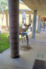 This buck is awaiting the arrival of the SUIMA students.