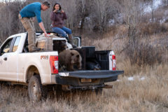 Southern Ute Wildlife Biologists, Danielle Austin and Aran Johnson set the rehabilitated cubs loose in the HD Mountains, where they are expected to hibernate until spring.  