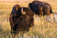  A study published today in Frontiers in Ecology and Evolution found that widespread restoration of bison to Tribal lands throughout the Northern Great Plains can help restore the prairie ecosystem while improving the long-running issue of food insecurity and food sovereignty for Native Nations and may help to mitigate adverse impacts to traditional agricultural systems due to climate change.