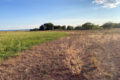 Thumbnail image of 