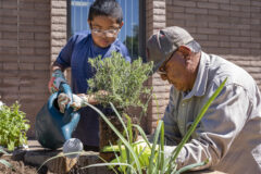 Young tribal member, Ivan Joseph works hand in hand with his grandfather, Byron Frost to plant a variety of herbs in the spiral garden outside of the Southern Ute Tribal Health Center on campus, Thursday, June 2. The herb garden was originally created by Ivan’s mother, the late Deanna Frost, in 2016 with the with the hope of encouraging healthy eating and lifestyles within the community — made possible at the time through grant funding. The project was, and still is, a collaboration with Shining Mountain Health and Wellness. The Frost family will install a bronze plaque, in remembrance of Deanna Frost, and her commitment to community health and wellbeing.  