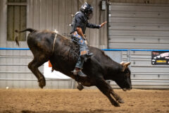 Bull riding was a highlight of the Southern Ute Tribal Fair Rodeo, the fair itself was celebrating its 100th year anniversary in Ignacio over the past two weekends, hosting powwow and rodeo back-to-back.  