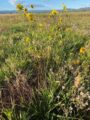 Thumbnail image of 