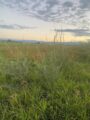 Thumbnail image of 