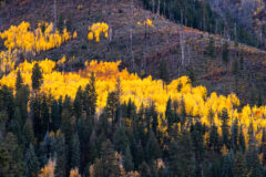 Fall foliage blazes orange and yellow across the mountainside neighboring the historic Cool Water Ranch south of Vallecito Reservoir, Wednesday, Oct. 19 — where fall colors are reaching their peak in the upper Pine River Valley.  