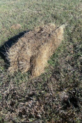 Bad bales tend to be numerous in the outer row of the field closest to ditches, drainage, and fences. Though these are not optimal for feeding livestock, they can serve as a bottom layer of a haystack or even as bedding and mulch for the fields. 