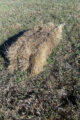 Thumbnail image of 