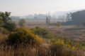 Thumbnail image of 