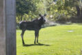 Thumbnail image of 