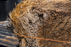 Prime example of a bale of hay that was exposed to weather and moisture causing mold and discoloration to occur. The cutting, baling, and storge process are all critical to ensuring that bales stay clean, dry and retain optimal nutrients for livestock. A molded bale is usually detected by being extremely heavy. It is sometimes moist inside (above 20% moisture). It will sometime smell and feel like tobacco. It sometimes has white powder or smoke to it. 