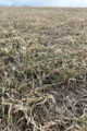 Thumbnail image of Originally, I thought it was an optical illusion; the fields cannot already be starting to green up. Blades of grass are showing promise to a new 2024 harvest season.