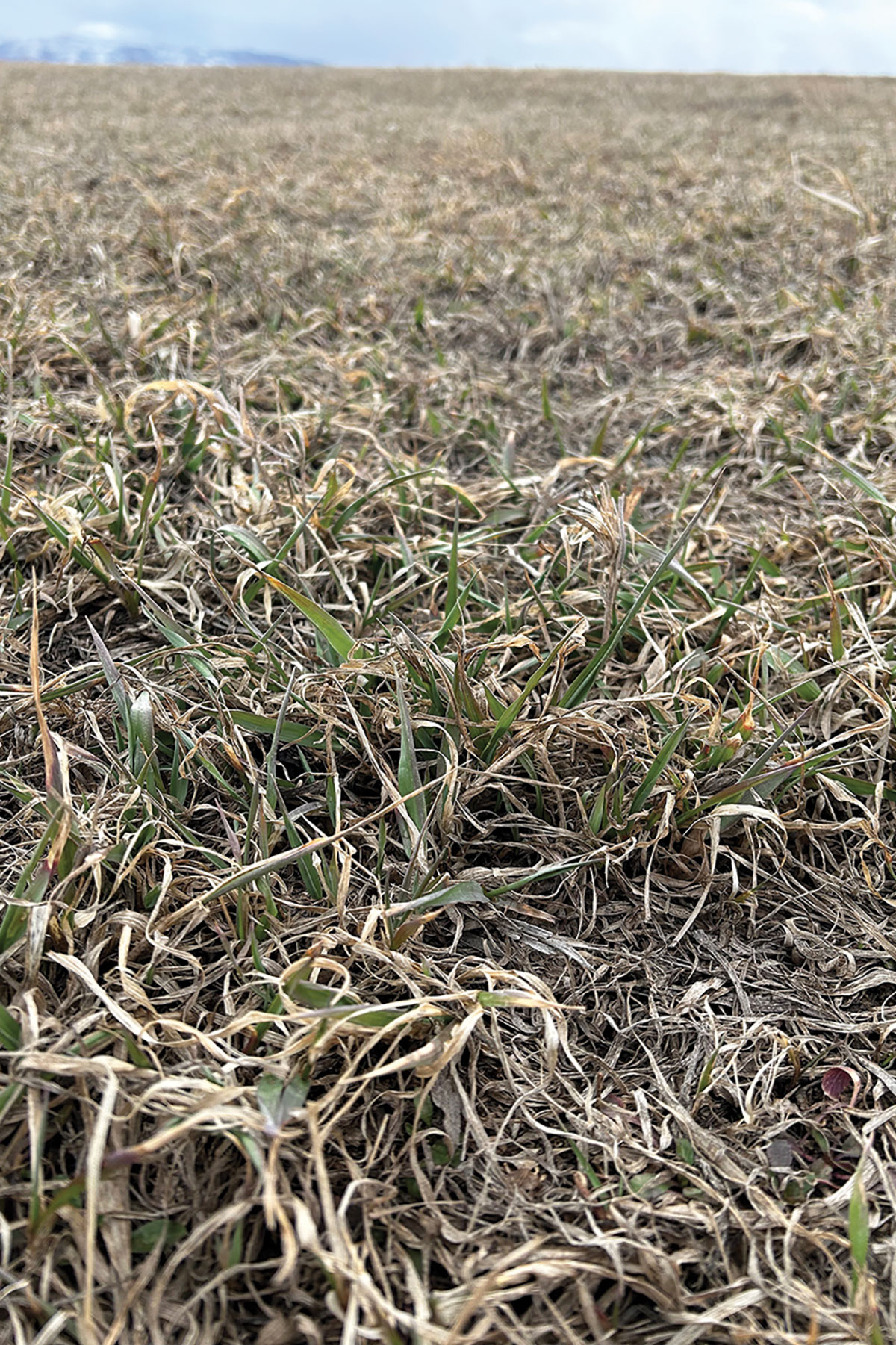 Originally, I thought it was an optical illusion; the fields cannot already be starting to green up. Blades of grass are showing promise to a new 2024 harvest season.