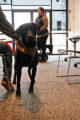 Thumbnail image of 