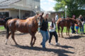 Thumbnail image of 