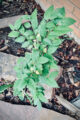 Thumbnail image of 