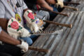 Thumbnail image of 