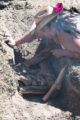 Thumbnail image of 