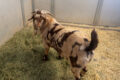 Thumbnail image of 